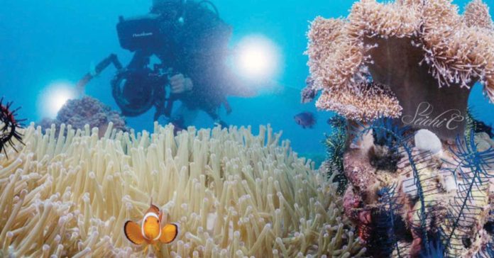 diving_award_resized Diving contributed over P73 billion to the Philippine tourism in 2023 alone. Photo shows a diver taking photos of corals during the Bohol Loop Dive Expo 2023. PHOTO COURTESY OF SPARK CHAO VIA BOHOL LOOP DIVE EXPO FB