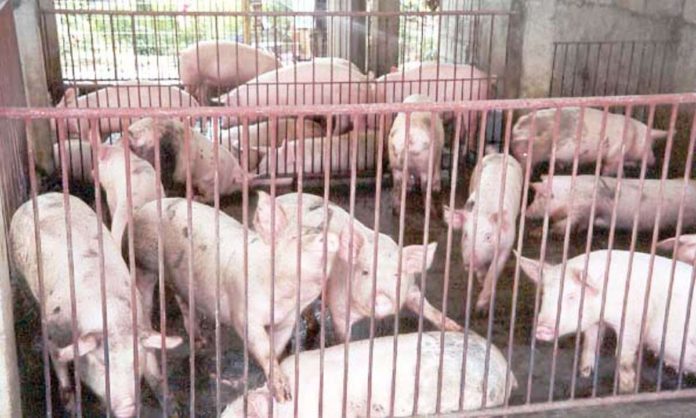 hogs_pic_1_resized Hog production in Western Visayas, estimated at 24,391 metric tons for the second quarter of 2024, declined by 42 percent against the production of 42,026 metric tons in the second quarter of 2023. DEPARTMENT OF AGRICULTURE PHOTO