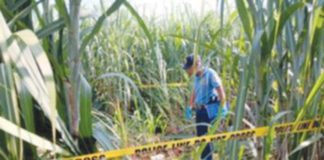 A 15-year old girl from Barangay Sum-ag, Bacolod City was found dead inside the sugarcane field in Hacienda San Roque, Barangay Cubay, La Carlota City, Negros Occidental on August 14. LA CARLOTA CITY POLICE STATION PHOTO