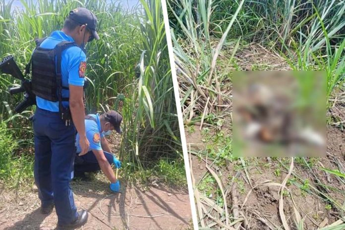 teen-slay Police have yet to determine the motive behind the killing of a 15-year-old girl from Barangay Sum-ag, Bacolod City. Pearl Joy Galve was found dead inside a sugarcane field in Hacienda San Roque, Barangay Cubay, La Carlota City on August 14, 2024. PHOTOS COURTESY OF RMN DYHB BACOLOD/LA CARLOTA CITY PNP