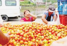 Talks with regional offices underway to prevent tomato wastage – DA Some farmers in Nueva Vizcaya have reportedly been dumping their tomato produce due to low price. PHOTO COURTESY OF PIA NUEVA VIZCAYA