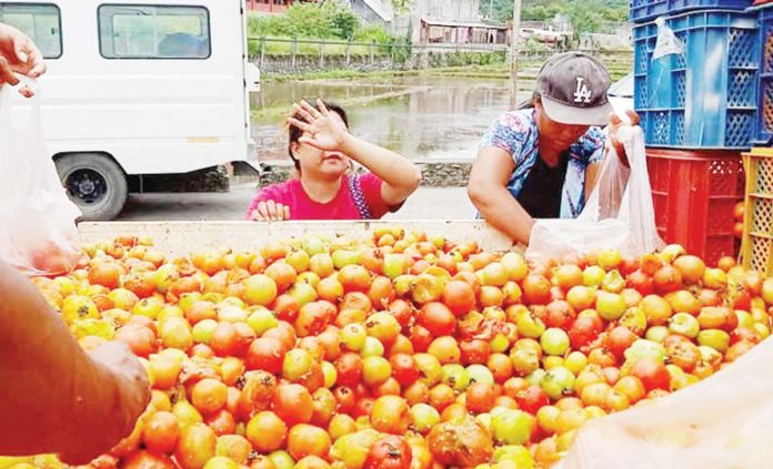 tomato-prices Some farmers in Nueva Vizcaya have reportedly been dumping their tomato produce due to low price. PHOTO COURTESY OF PIA NUEVA VIZCAYA