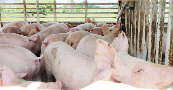 ASF_resized The towns of Altavas, Ibajay, Kalibo, Lezo, Libacao, and Tangalan in Aklan Province are marked as red zones or with confirmed outbreaks of African Swine Fever. PNA PHOTO
