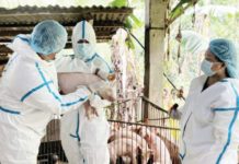 440,000 doses ASF vaccines expected to arrive in October The Department of Agriculture-Bureau of Animal Industry rolled out the first government-controlled vaccination against African Swine Fever in Barangay Malapad na Parang, Lobo, Batangas on August 30, 2024. PHOTO COURTESY OF PTV