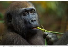Self-medicating gorillas may hold new drugs clues A Western lowland gorilla feeds on a plant. GETTY IMAGES