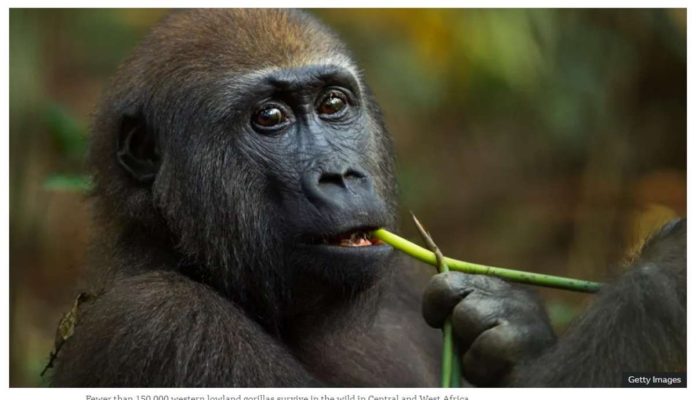 Africa_resized A Western lowland gorilla feeds on a plant. GETTY IMAGES
