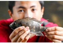 Thailand wages war against ‘alien’ tilapia fish Man holds a blackchin tilapia. In Thailand, the core problem is that the blackchin tilapia prey on small fish, shrimp, and snail larvae, which are among the country’s important aquaculture products. THAI NEWS PIX