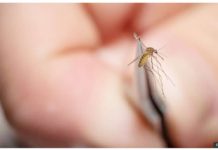 ‘Very serious’ mosquito virus prompts US towns to close parks An environmental health specialist holds a mosquito in tweezers to test for West Nile virus and Eastern equine encephalitis. GETTY IMAGES