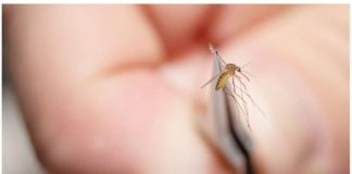 An environmental health specialist holds a mosquito in tweezers to test for West Nile virus and Eastern equine encephalitis. GETTY IMAGES