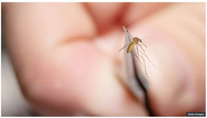 US_1_resized An environmental health specialist holds a mosquito in tweezers to test for West Nile virus and Eastern equine encephalitis. GETTY IMAGES