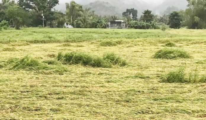 agri-damage-1 Rice plants were flattened by rainfall and strong winds in Barangay Durog Iguirindon, San Remigio, Antique. SAN REMIGIO OFFICIAL FACEBOOK PAGE PHOTO