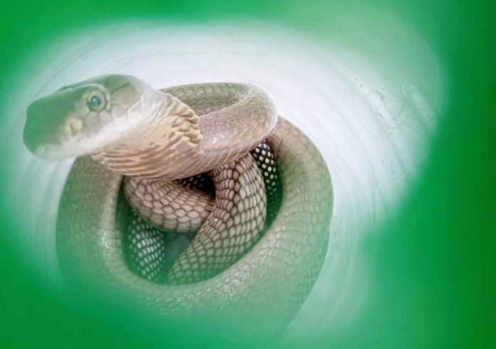 This king cobra captured in Sitio Lutong, Barangay Morobuan, Jordan, Guimaras was turned over to the Department of Environment and Natural Resources-Guimaras. ROMEL GANGE PHOTO