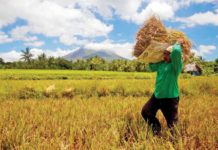 WV ‘palay’ production drops by 16.4% in 2024
