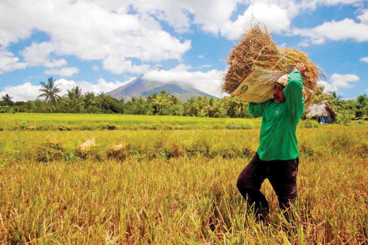 NFA seeks release of P9-B fund for palay procurement