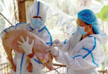 Pork industry leaders urge state of national emergency due to ASF Veterinarians from the Department of Agriculture inoculate a pig with a controlled trial of a Vietnam-developed African Swine Fever live vaccine in Lobo, Batangas, on August 30, 2024. PRESIDENTIAL COMMUNICATIONS OFFICE PHOTO