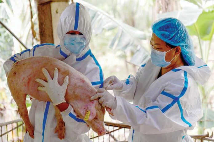 pork_industry Veterinarians from the Department of Agriculture inoculate a pig with a controlled trial of a Vietnam-developed African Swine Fever live vaccine in Lobo, Batangas, on August 30, 2024. PRESIDENTIAL COMMUNICATIONS OFFICE PHOTO