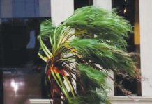 3 million lose power as hurricane batters Florida Strong winds battered this palm tree in Sarasota, to the southwest of Orlando, Florida. REUTERS
