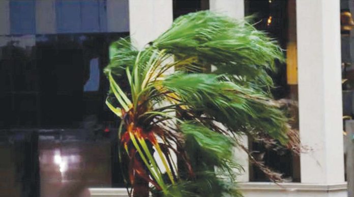 Florida Strong winds battered this palm tree in Sarasota, to the southwest of Orlando, Florida. REUTERS