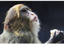 12th monkey dies in HK zoo amid bacterial outbreak A juvenile De Brazza’s monkey eats fruit at the Hong Kong Zoological and Botanical Gardens. GETTY IMAGES