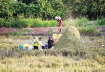 The National Food Authority, in a pilot test, will buy around 1.3 million bags of palay bagged in new or secondhand sacks of good quality. ABS-CBN NEWS PHOTO