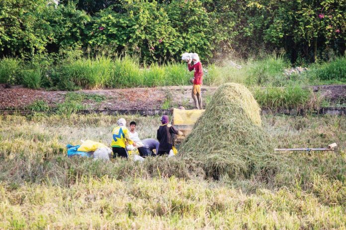 The National Food Authority, in a pilot test, will buy around 1.3 million bags of palay bagged in new or secondhand sacks of good quality. ABS-CBN NEWS PHOTO