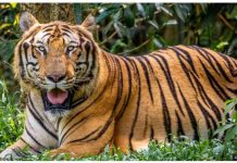 Dozens of tigers dead after bird flu hits Vietnam zoos Tigers such as this one in the photo, three lions and a panther reportedly died at two zoos in southern Vietnam. GETTY IMAGES