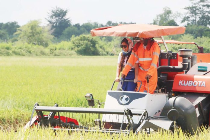 WV-rice A total of 252 bags of new rice variety were harvested from the two-hectare area of the Western Visayas Integrated Agricultural Research Center in Jaro, Iloilo City. PHOTO COURTESY OF PIA-6