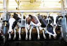 PH lifts import ban on cattle, meat products from UK The Department of Agriculture issued Memorandum Order No. 45, on October 11, 2024, which lifted the import ban on live cattle and meat products from the United Kingdom. PHOTO COURTESY OF M.EFEEDLINK.COM