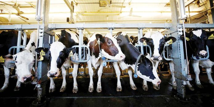 cattle_import_1_resized The Department of Agriculture issued Memorandum Order No. 45, on October 11, 2024, which lifted the import ban on live cattle and meat products from the United Kingdom. PHOTO COURTESY OF M.EFEEDLINK.COM