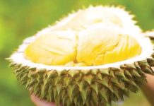 Marcos hopes PH durian reaches New Zealand markets President Ferdinand "Bongbong" Marcos Jr. is hoping that Philippines' durian would soon enter New Zealand markets. GMA NEWS PHOTO