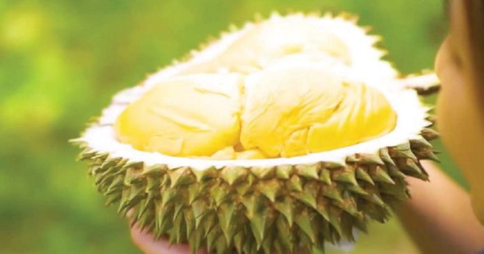 durian_1_resized President Ferdinand "Bongbong" Marcos Jr. is hoping that Philippines' durian would soon enter New Zealand markets. GMA NEWS PHOTO