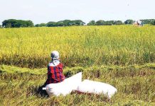 Creation of agri price index underway A farmer takes a few minutes of rest at a rice field in Apalit, Pampanga. PNA PHOTO BY JOAN BONDOC