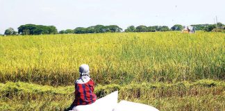 A farmer takes a few minutes of rest at a rice field in Apalit, Pampanga. PNA PHOTO BY JOAN BONDOC