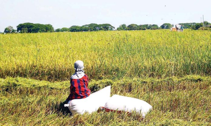 A farmer takes a few minutes of rest at a rice field in Apalit, Pampanga. PNA PHOTO BY JOAN BONDOC