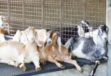 PH lifts ban on US goats importation Entry of live goats to the Philippines from the US was previously prohibited due to positive detection of human-transmissible Q fever on imported goats. DEP’T OF AGRICULTURE PHOTO