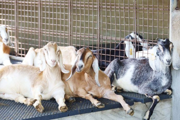 Entry of live goats to the Philippines from the US was previously prohibited due to positive detection of human-transmissible Q fever on imported goats. DEP’T OF AGRICULTURE PHOTO