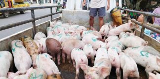These are part of the 72 sentinel pigs released by the Iloilo provincial government to 36 hog raisers in Santa Barbara town on October 2. Its sentinel program aims to replenish the severely depleted swine inventory caused by the African Swine Fever outbreak. CAPITOL PHOTO