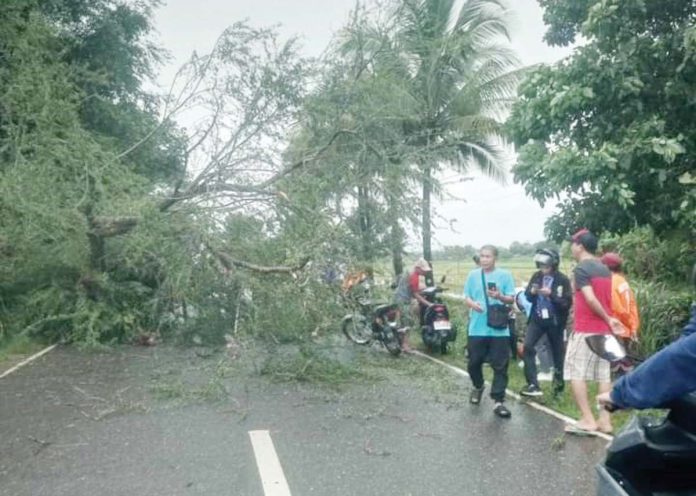 minors-hurt-1 An uprooted ‘kamunsil’ tree fell on four minors onboard two motorcycles in Barangay Egaña, Sibalom, Antique on Wednesday, Oct. 23, 2024. ANGEL CHANDELLE ESCANILLAS PHOTO