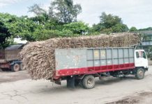 Sugar milling seen to peak by end October to early November A cane truck is on the way to a sugar mill in northern Negros Occidental in this file photo. The peak of sugar milling season is expected to take off between the last week of October and the first week of November after a slow start in sugar production since Sept. 15, 2024, based on the data of the Sugar Regulatory Administration on Friday, Oct. 4. PNA BACOLOD PHOTO