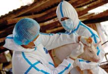 PH gov’t urged to allow emergency use of ASF vaccines Personnel of the Department of Agriculture-Bureau of Animal Industry launch the first government-controlled vaccination against African Swine Fever in Lobo, Batangas on August 30, 2024. PHOTO COURTESY OF DA