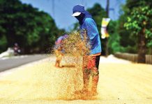 NFA ups palay purchases by over 400% The National Food Authority adjusted the buying price of palay to P25 per kilogram to help reduce the retail price of the staple food while fulfilling its mandate. INQUIRER FILE PHOTO
