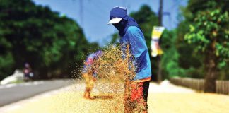 The National Food Authority adjusted the buying price of palay to P25 per kilogram to help reduce the retail price of the staple food while fulfilling its mandate. INQUIRER FILE PHOTO