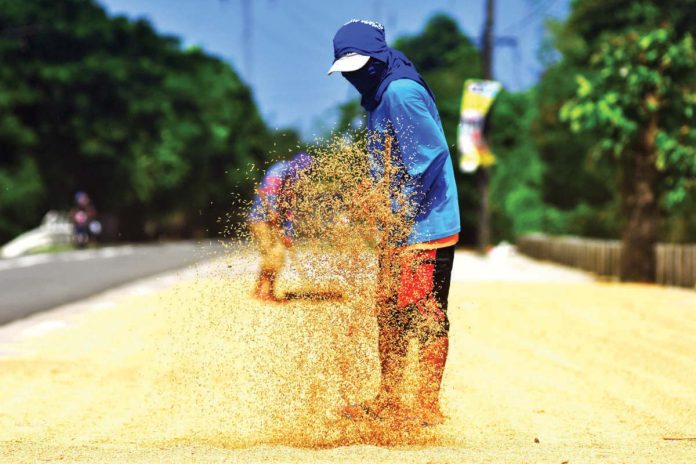 Palay_pic_resized The National Food Authority adjusted the buying price of palay to P25 per kilogram to help reduce the retail price of the staple food while fulfilling its mandate. INQUIRER FILE PHOTO