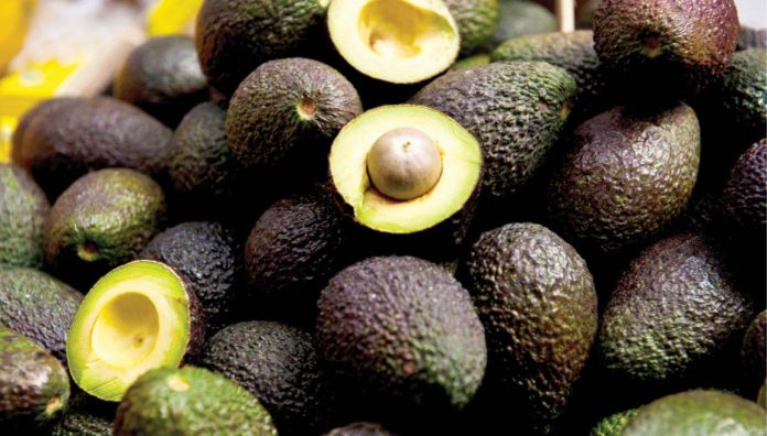 avocado_resized The Hass avocado, known for its smaller size and pebbly skin that turns purplish-black when ripe, is particularly well-suited to Japanese preferences. PHOTO COURTESY OF INQUIRER.NET