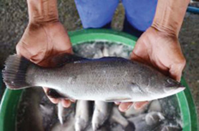 bulgan Sea bass, or bulgan, are catadromous. They migrate to the sea to spawn and return to the river to grow. SEAFDEC/AQD PHOTO
