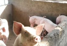 PH’s farm, fisheries production down by 3.7% in third quarter Hog production — a major contributor to the livestock subsector — declined by 8% in the third quarter of this year. GMA NEWS PHOTO