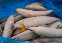 DA to Customs: ‘Release 580 MT of seized frozen fish to DSWD’ Photo courtesy of the Bureau of Customs