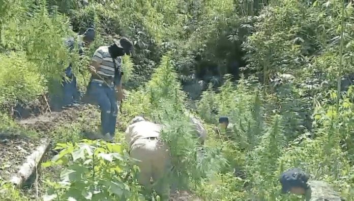 marijuana Benguet police destroy marijuana plants in this screengrab from a video from the Philippine National Police. Marijuana, also known as cannabis, weed, or pot, is a drug that comes from the cannabis plant. The cannabis plant is native to Central or South Asia, and has been used for centuries for recreational and entheogenic purposes, as well as in traditional medicines. PHILIPPINE DAILY INQUIRER