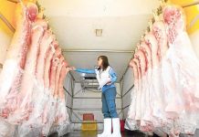 Meat imports up 12.6% as swine fever lingers An officer from the meat inspection office of Marikina City inspects freshly slaughtered carcass inside a delivery van in this Aug. 15, 2024 photo. LYN RILLON/INQUIRER.NET PHOTO