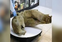 Scientists unveil 50,000-year-old frozen baby mammoth remains The harsh cold of Siberia has preserved this baby mammoth’s remains almost perfectly. REUTERS